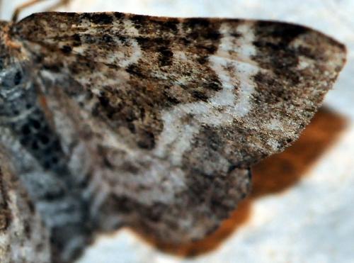 Epirrhoe alternata