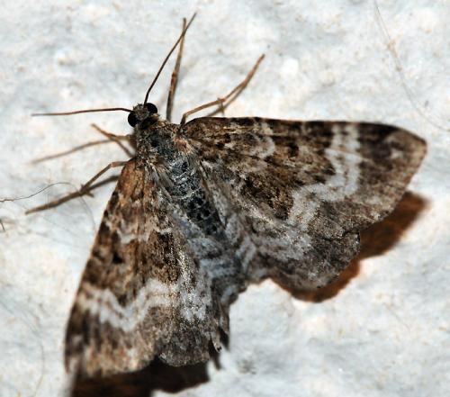 Epirrhoe alternata