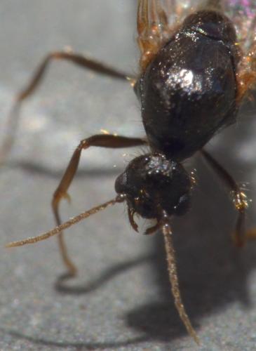 Solenopsis sp.