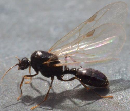 Solenopsis sp.