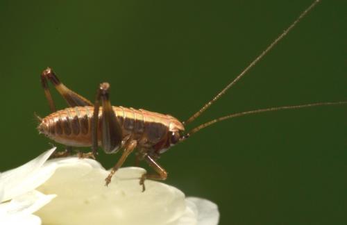 Pholidoptera griseoaptera