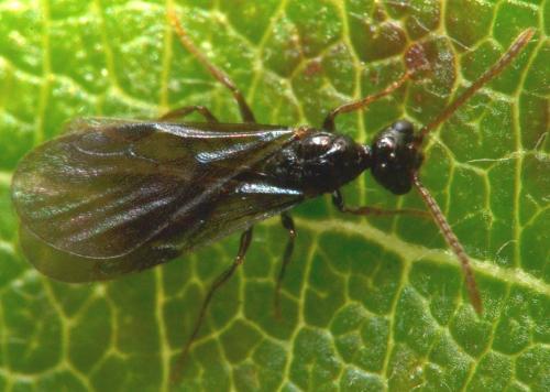 Myrmecina graminicola