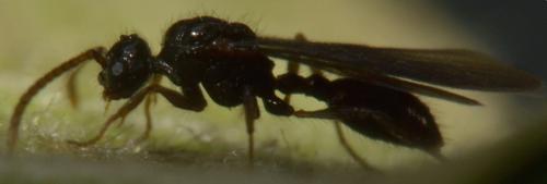 Myrmecina graminicola