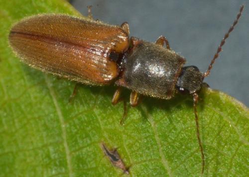 Réf. 131 350 : Athous vittatus