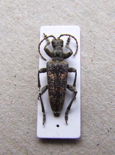 Réf. 131 623 : Rhagium pruinosum