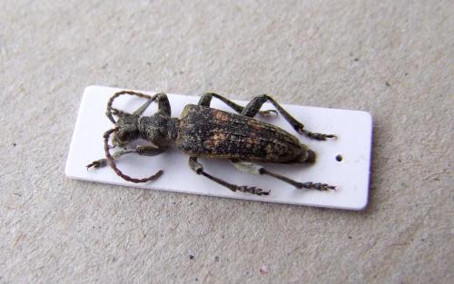Réf. 131 622 : Rhagium pruinosum