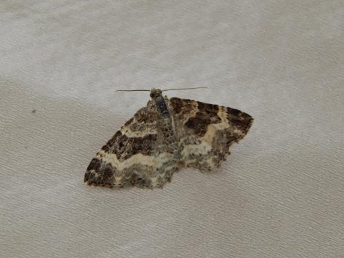 Epirrhoe alternata