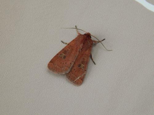 Réf. 131 113 : Xestia xanthographa