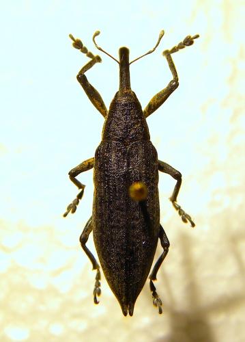 Réf. 131 019 : Lixus iridis