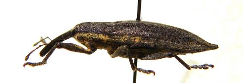 Lixus iridis