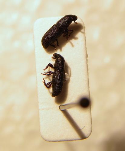 Rhyncolus sp.