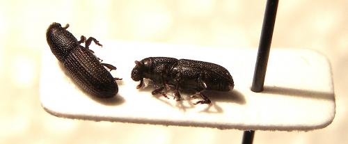 Rhyncolus sp.