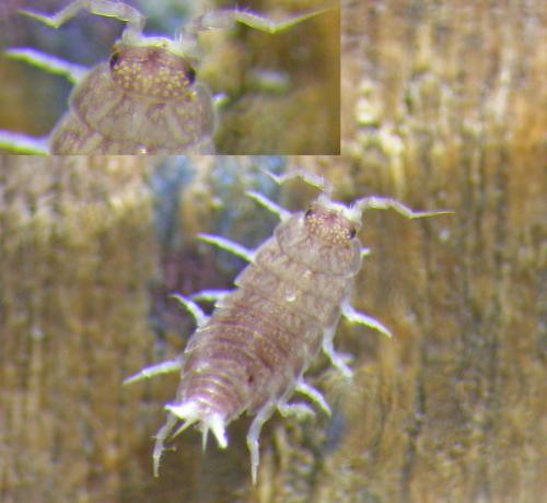 Réf. 131 831 : Trichoniscus darwini