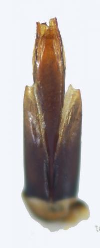 Réf. 131 703 : Sphaeridium marginatum