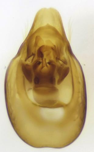 Réf. 131 147 : Euconnus campestris