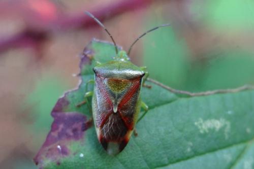 Elasmostethus sp.