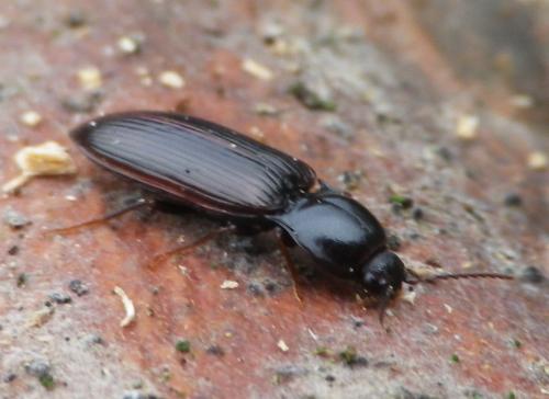 Hypoganus inunctus