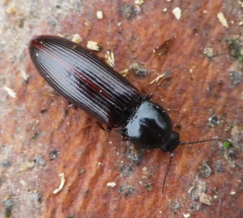 Hypoganus inunctus