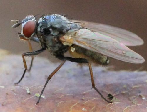 Réf. 131 686 : Emmesomyia sp.