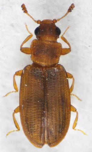 Réf. 131 260 : Enicmus brevicornis