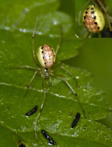 Enoplognatha sp.