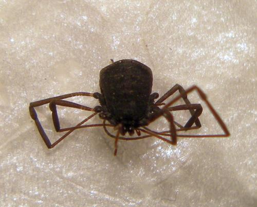 Histricostoma dentipalpe