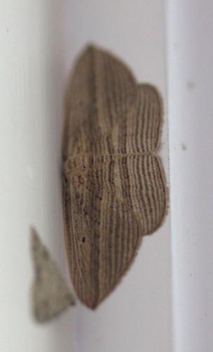 Réf. 131 116 : Epiphryne verriculata