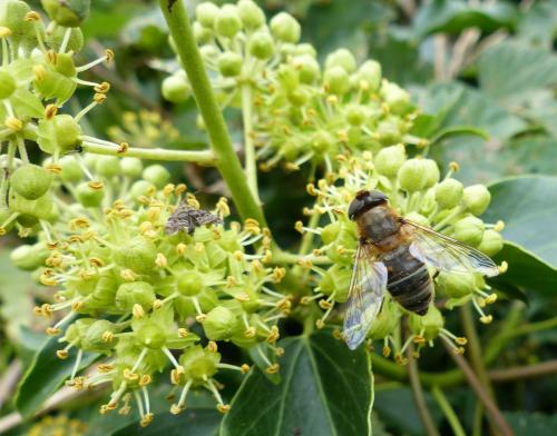 Eristalis sp.