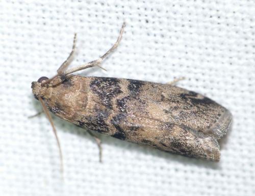Réf. 131 373 : Euzophera pinguis