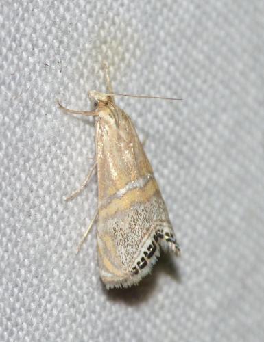 Réf. 131 374 : Euchromius bella