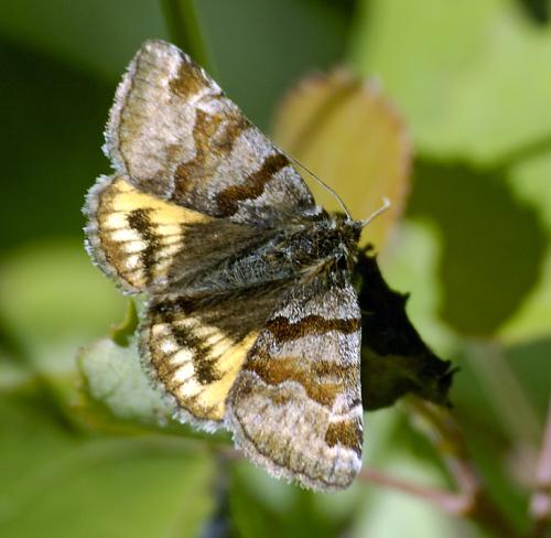 Réf. 131 845 : Euclidia glyphica