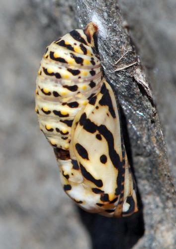 Réf. 131 848 : Euphydryas aurinia