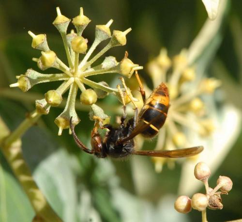 Vespa velutina