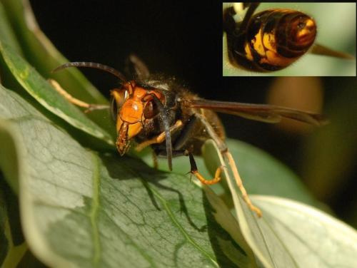 Vespa velutina