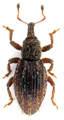 Réf. 131 796 : Orthochaetes setiger