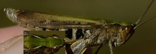Chorthippus sp.