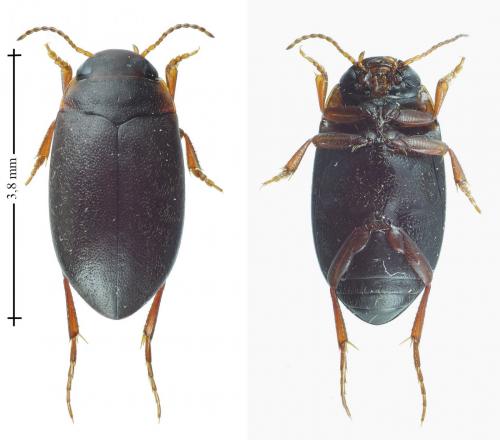 Hydroporus memnonius
