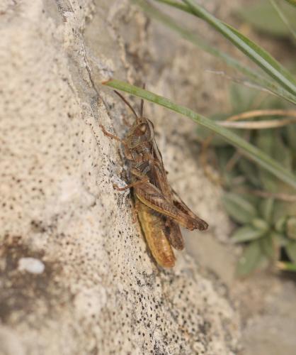 Réf. 131 475 : Omocestus petraeus