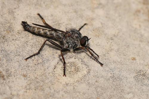 Tolmerus atricapillus