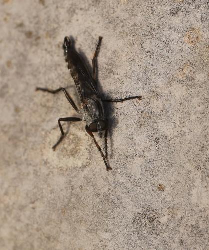 Réf. 131 920 : Tolmerus atricapillus