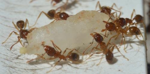 Réf. 131 747 : Pheidole pallidula