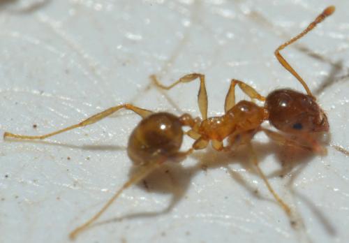 Réf. 131 749 : Pheidole pallidula