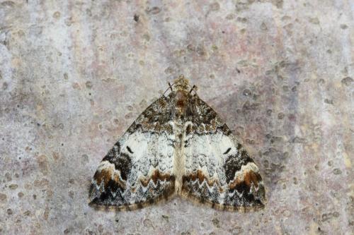Réf. 131 656 : Dysstroma truncata