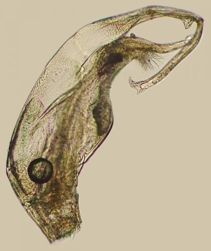 Polydesmus angustus