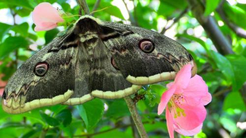 Saturnia pyri