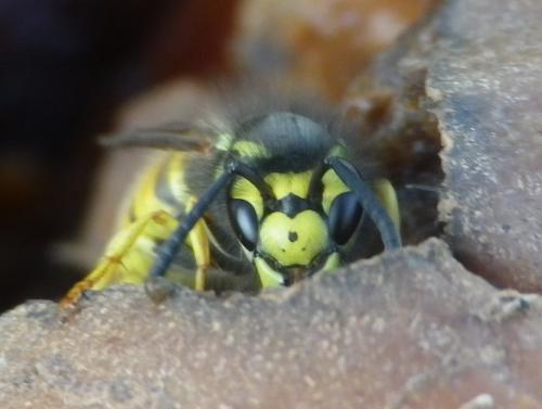 Vespula germanica