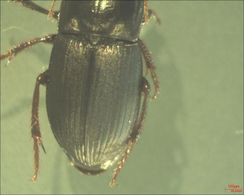 Réf. 131 014 : Harpalus tardus
