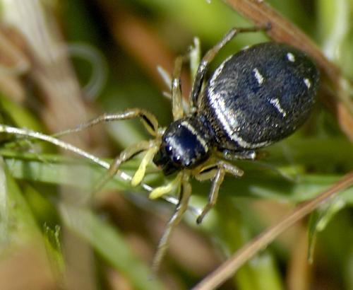 Heliophanus sp.
