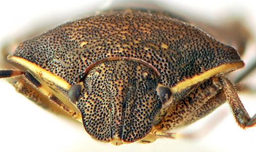 Holcostethus sphacelatus