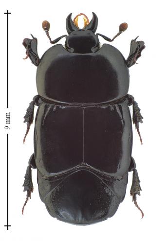 Réf. 131 957 : Hololepta plana